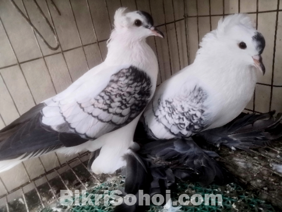 Swallow Pigeon (shallow kobutor)